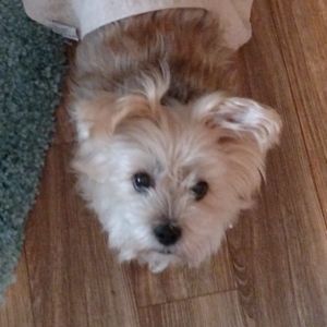 Meet your Posher, Tracey